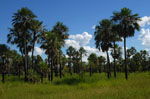 Palm savannah