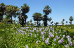 Water hyacinths in the palm savannah