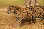 Jaguar, <i>Panthera onca</i>