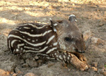 Lowland tapir, <i>Tapirus terrestris</i>