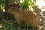 Capybara oder Wasserschwein, <i>Hydrochaeris hydrochaeris</i>