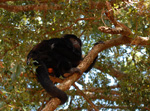 Black howler monkey, <i>Alouatta caraya</i>