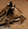 Gato onza o ocelote (jaguarete'i), <i>Leopardus pardalis</i>