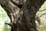 Argentine mesquite, <i>Prosopis alba</i>