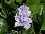 Wasserhyazinthe, <i>Eichhornia crassipes</i>