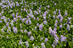 Common water hyacinth, <i>Eichhornia crassipes</i>