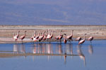 Flamingos, <i>Phoenicoparrus andinus</i>