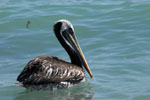 Pelican, <i>Pelecanus thagus</i>