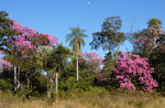 Flor de Lapacho cerca del Río Aquidaban